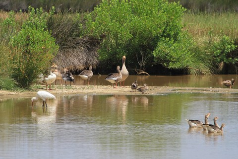 Parc ornithologique du Teich (33)