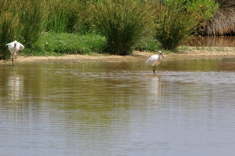 Parc ornithologique du Teich (33)